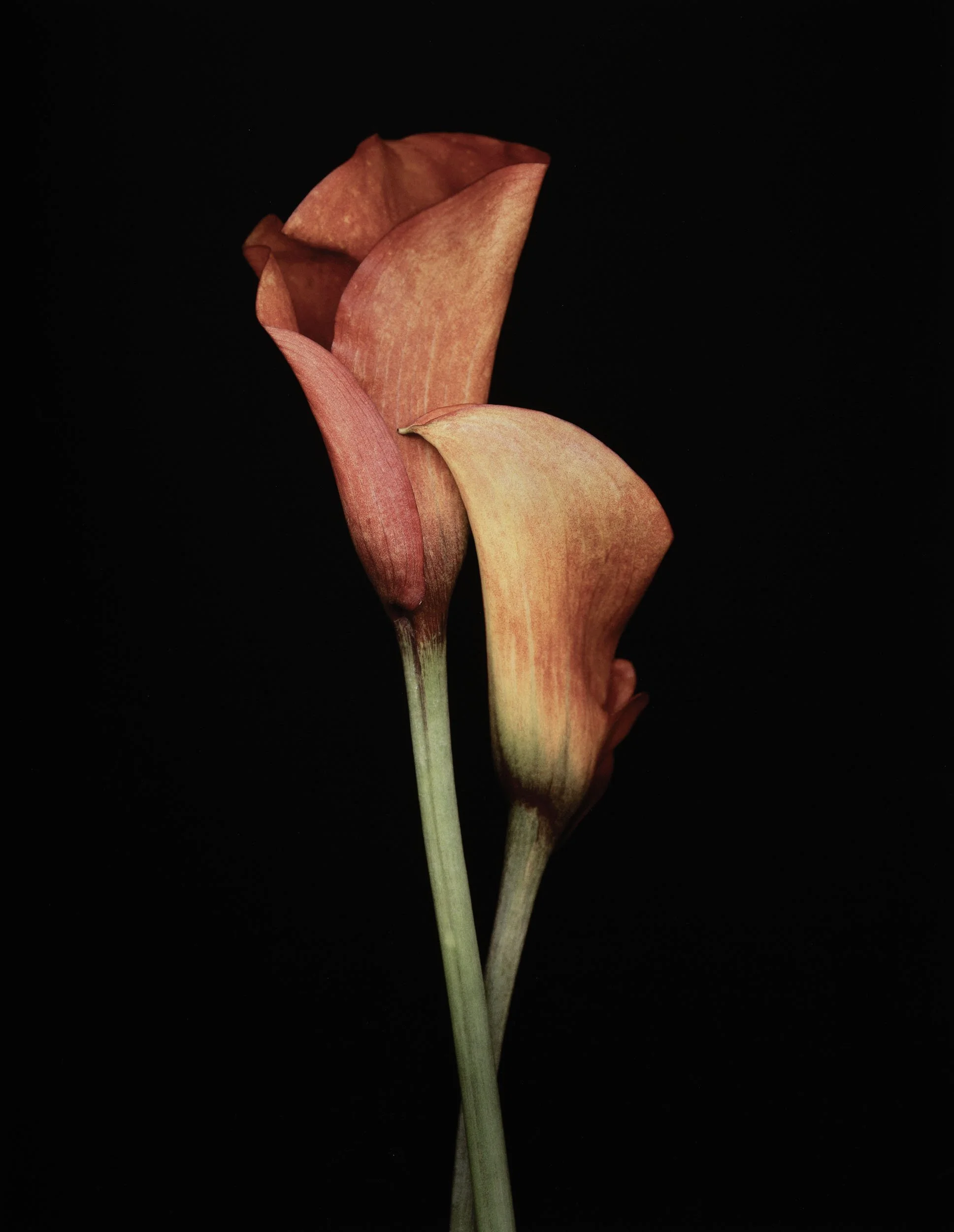 Joyce Tenneson, Glowing Dahlias — The Maine Museum of Photographic